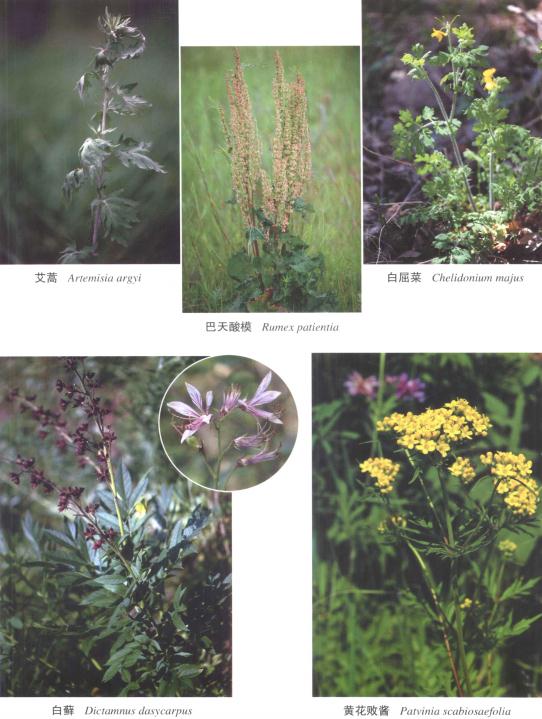 中国大兴安岭蒙中药植物资源志 2011版 PDF下载