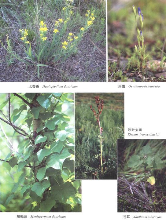 中国大兴安岭蒙中药植物资源志 2011版 PDF下载